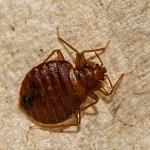 Bed Bugs Control Sydney image 4